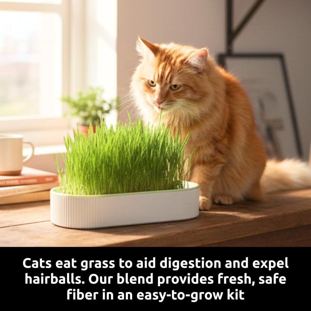 Hydroponic Cat Grass Grow Kit with 2 Oz Non-GMO Seeds H103