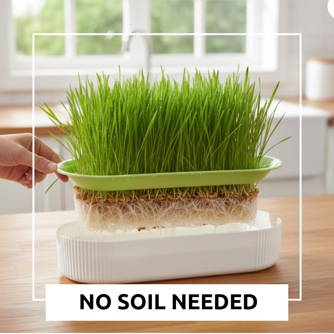 Hydroponic Cat Grass Grow Kit with 2 Oz Non-GMO Seeds H103