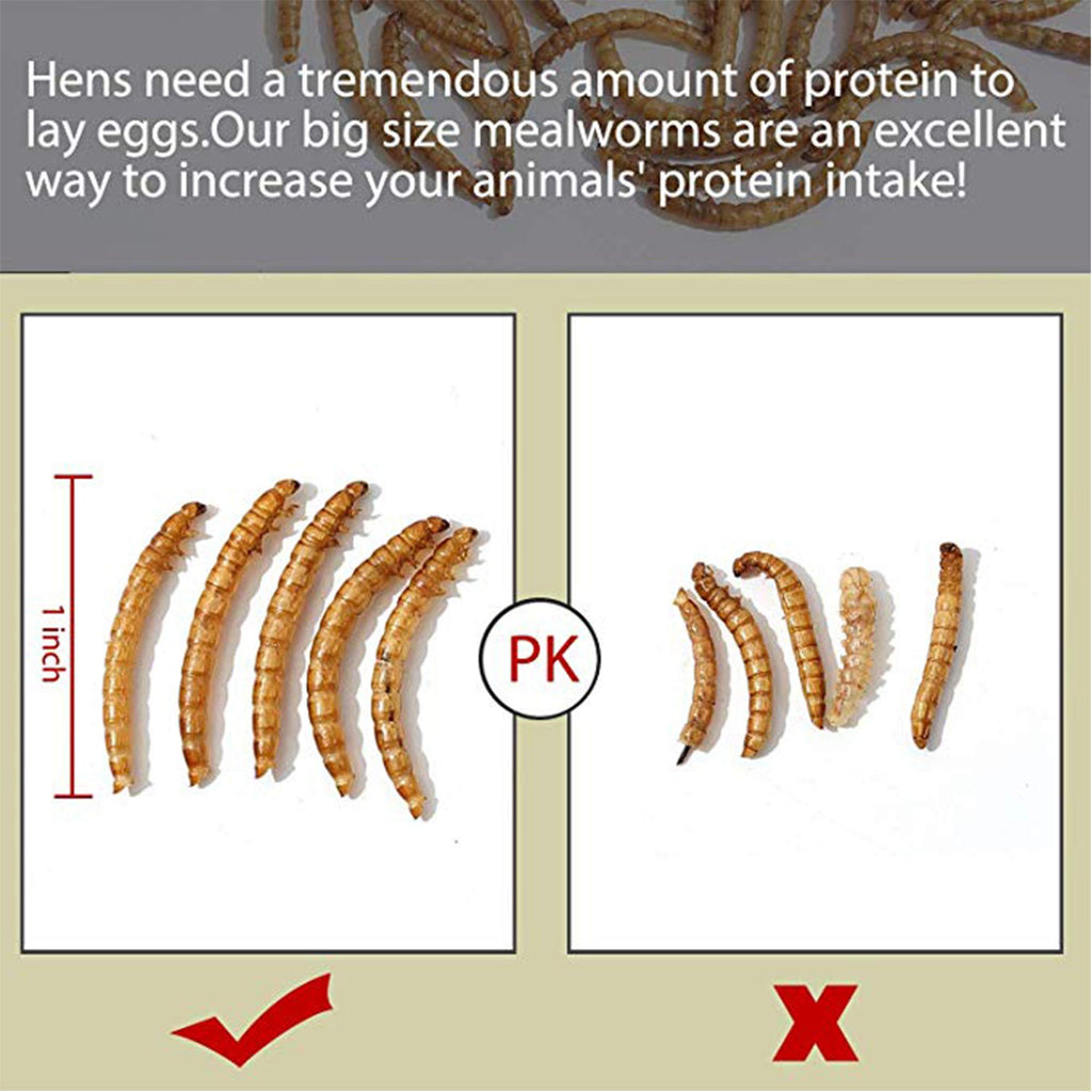 20 LBS Non-GMO Dried Mealworms B477016
