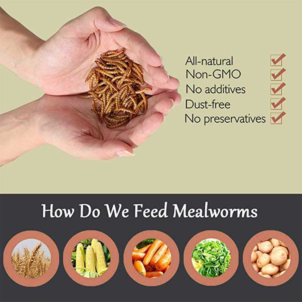 20 LBS Non-GMO Dried Mealworms B477016