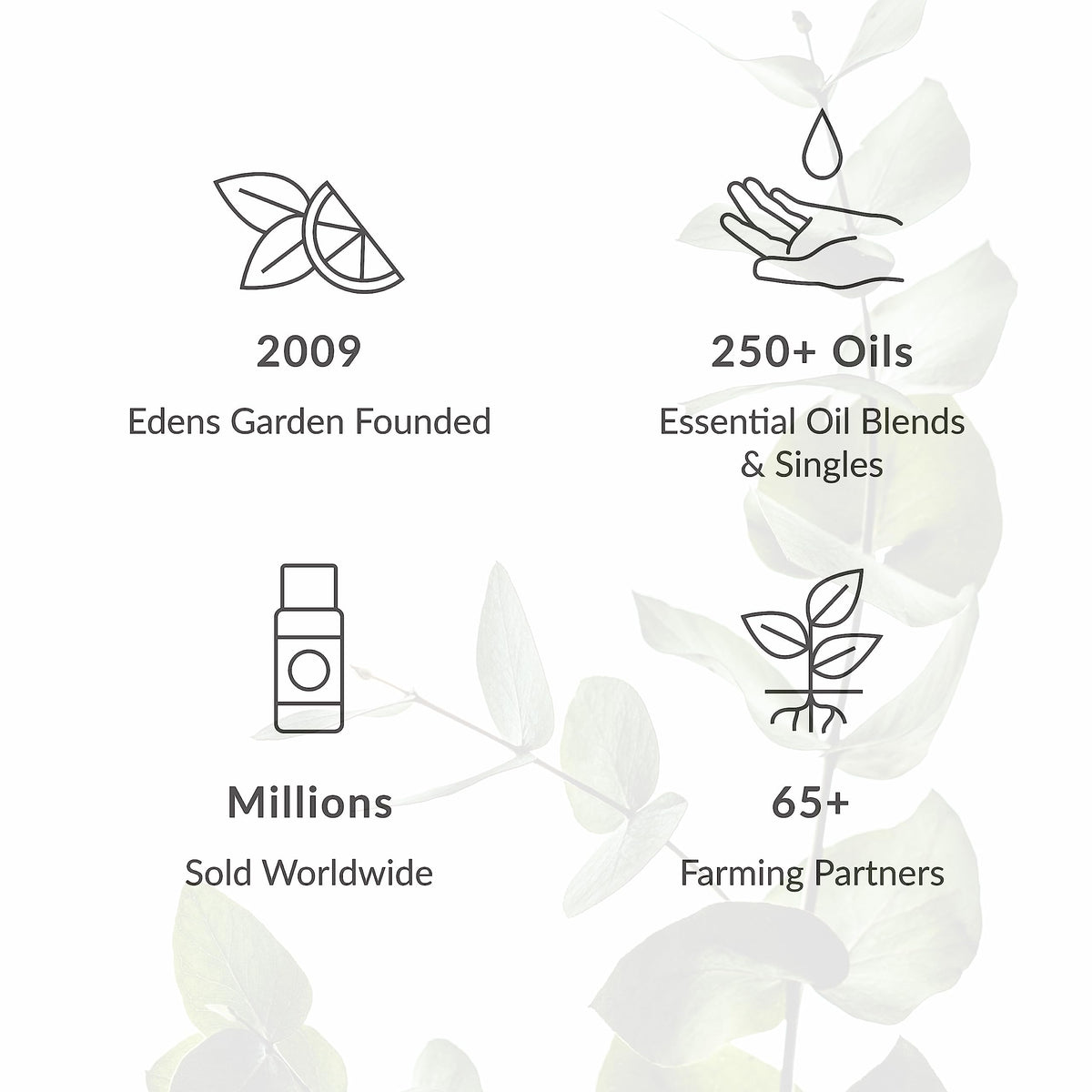 Frankincense Carterii Essential Oil 30 ml E596483