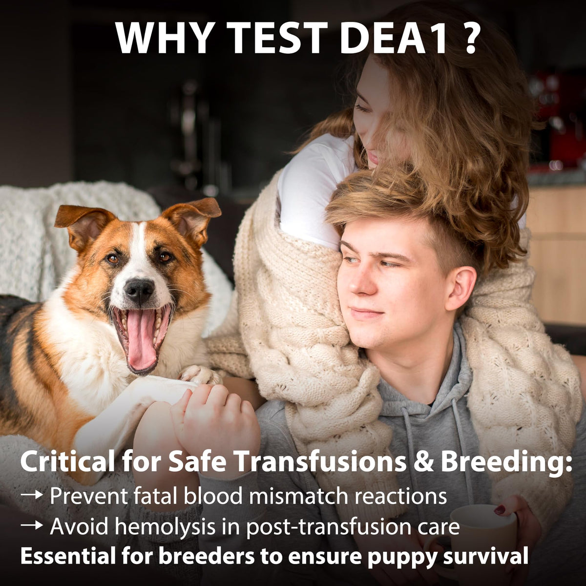 Dog Blood Typing Test Kit X8977