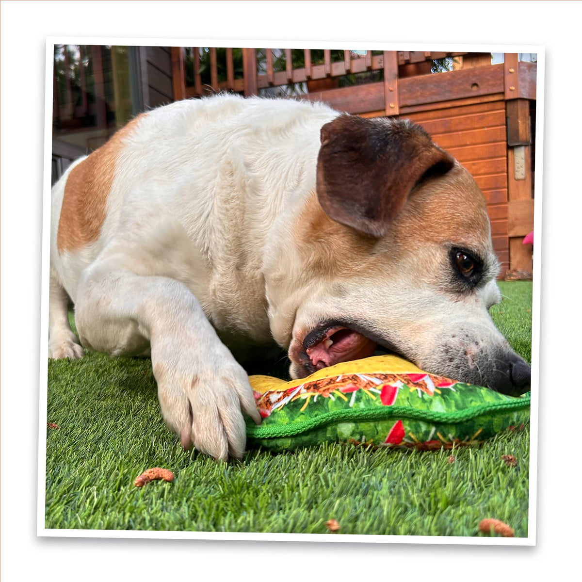 Squeaky Refillable Plush Dog Toy R222