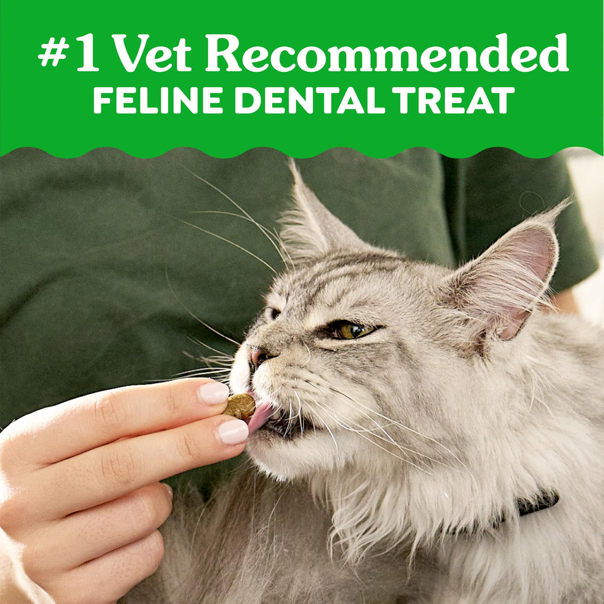 Catnip Flavor Dental Cat Treats 4.6 oz B990